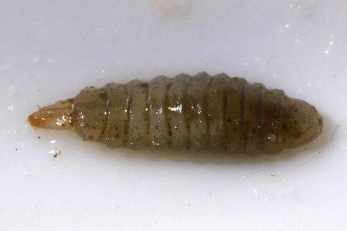 Pachygastrinae